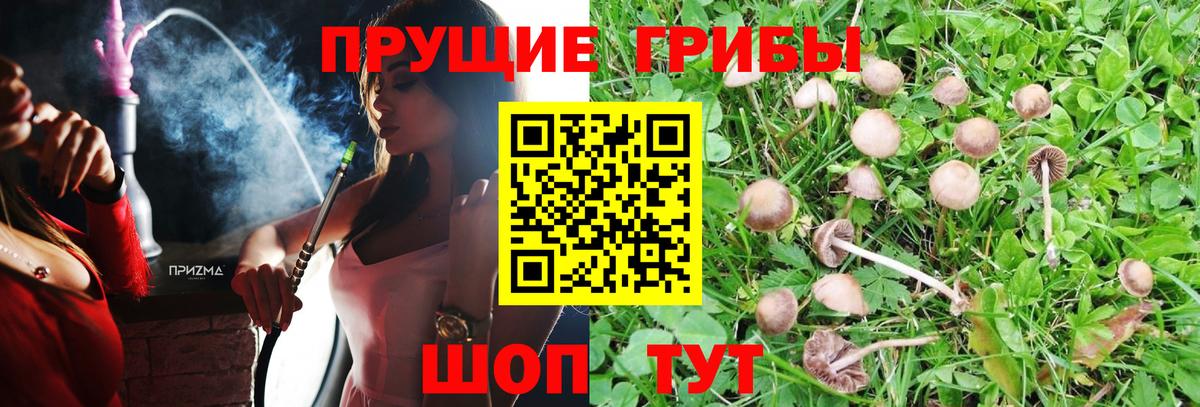 Псилоцибиновые грибы прущие грибы Вольск